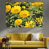 Цъфнала жълта Астра - картина пано за стена - Thumbnail 1
