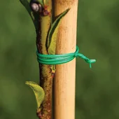 Градинска тел за връзване 20 см 100 бр. зелена BRADAS - Thumbnail 2