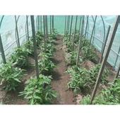 Оранжерия тунелна My garden, 6х3х2м, РЕ, с 12 прозореца и 2врати - Thumbnail 3