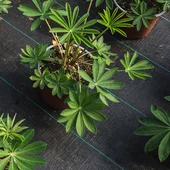 Покривало против плевели тъкан текстил 1.1х100 м черно BRADAS - Thumbnail 4